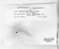 Annulohypoxylon thouarsianum image